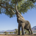 African bull elephant feeding on tree in Zimbabwe