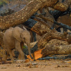 Baby elephant in Mana Pools National Park, Zimbabwe