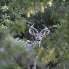 Kudu near Bumi Hills in Zimbabwe.