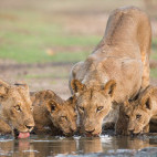 Lion pride drinking in Zimbabwe