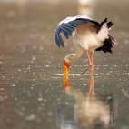 Yellow-billed stork in Mana Pools National Park, Zimbabwe