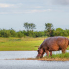 Hippo drinking from Lake Kariba, Zimbabwe