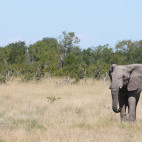 African elephant in Hwange, Zimbabwe.
