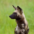 African wild dog in Hwange, Zimbabwe