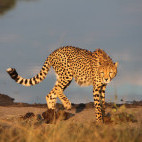 Cheetah in Hwange, Zimbabwe.