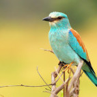 European roller in Hwange, Zimbabwe