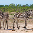 Herd of Burchell's zebra in Hwange, Zimbabwe
