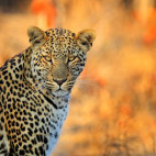 Leopard in Hwange National Park, Zimbabwe
