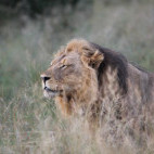 Lion in Hwange, Zimbabwe.