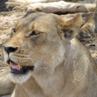 Lioness in Hwange National Park, Zimbabwe.