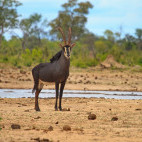 Male sable antelope in Hwange, Zimbabwe
