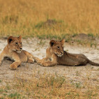 Pair of lion cubs in Hwange, Zimbabwe