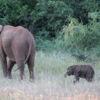 African elephants near Lake Kariba in Zimbabwe.