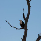 African fish eagle near Lake Kariba in Zimbabwe.