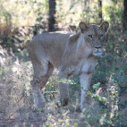 Lion near Lake Kariba in Zimbabwe.