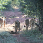 Lions near Lake Kariba in Zimbabwe.