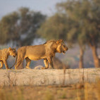 Lion in Mana Pools National Park, Zimbabwe