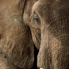 Close-up of an African elephant in Mana Pools National Park, Zimbabwe.