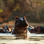 Hippo pod in Mana Pools National Park, Zimbabwe.