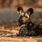 African wild dog in Mana Pools National Park, Zimbabwe.