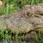 Crocodile in Mana Pools National Park, Zimbabwe.
