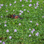 Hippo in water hyacinth in Mana Pools National Park, Zimbabwe.