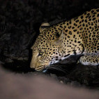 Leopard in Mana Pools National Park, Zimbabwe.
