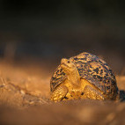 Leopard tortoise in Mana Pools National Park, Zimbabwe.