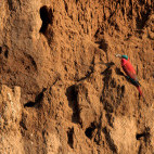 Southern carmine bee-eater in Mana Pools National Park, Zimbabwe.