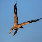 Tawny eagle in Mana Pools National Park, Zimbabwe.