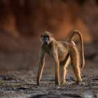 Yellow baboon in Mana Pools National Park, Zimbabwe.