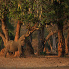African elephant in Mana Pools National Park, Zimbabwe.