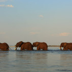 Elephant herd in Mana Pools National Park, Zimbabwe.