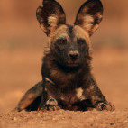 African wild dog in Mana Pools National Park, Zimbabwe.