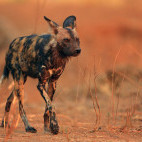 African wild dog in Mana Pools National Park, Zimbabwe.