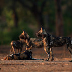 African wild dog pack in Mana Pools National Park, Zimbabwe.
