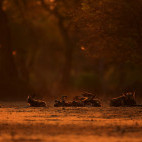 African wild dog pack in Mana Pools National Park, Zimbabwe.