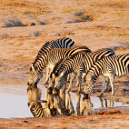 Plains zebra drinking at Nyamandlovu Pan in Hwange, Zimbabwe
