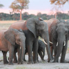 Elephants in Zimbabwe.