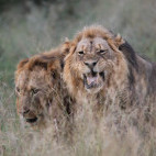 Two male lions in Zimbabwe.