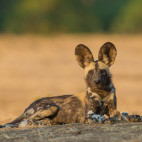 Wild dog in Zimbabwe