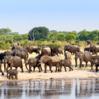 African elephants in Hwange, Zimbabwe