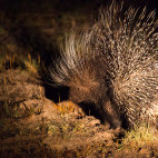 South African porcupine in Hwange, Zimbabwe