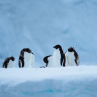 Adelie penguins in Antarctica.