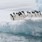 Adelie penguin in Antarctica