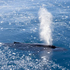 Humpback whale in Antarctica.