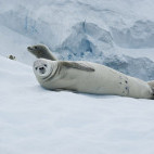 Crabeater seals in Antarctica