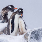 Gentoo penguin in Antarctica.