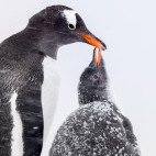 Gentoo penguin in Antarctica.