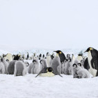 Emperor penguin colony in Antarctica